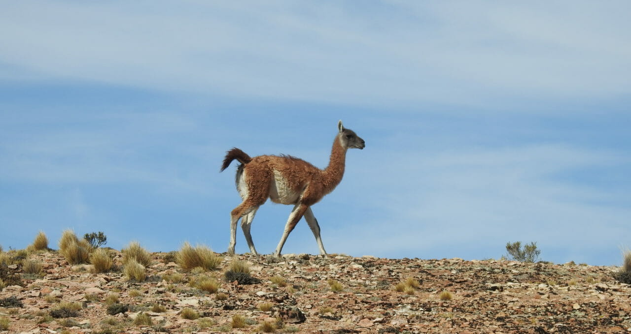 road trip route 40 argentina