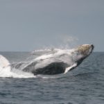 Whale watching Ecuador Puerto Lopez