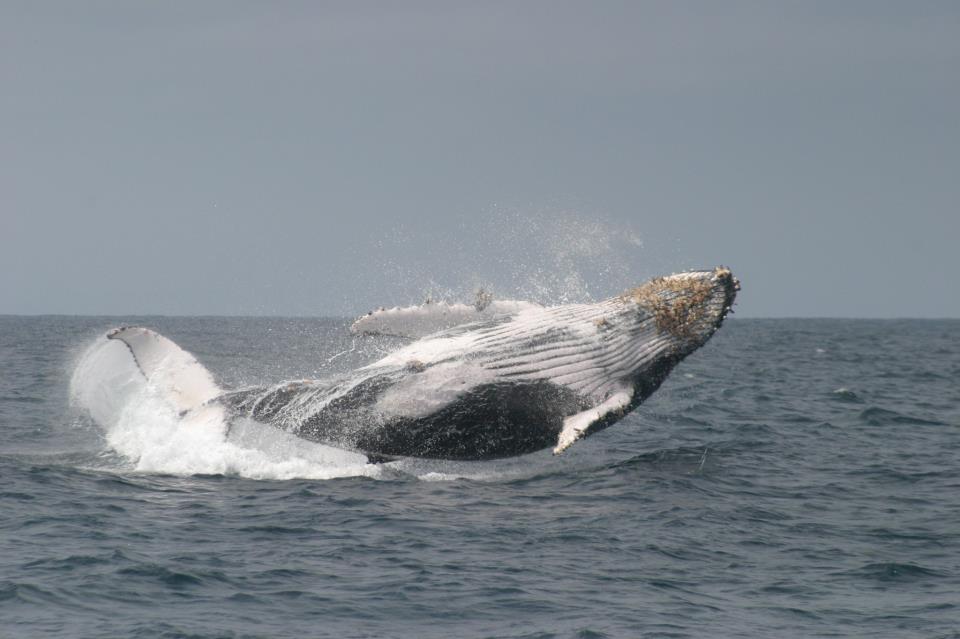 Whale watching Ecuador Puerto Lopez