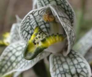 Patagonia flora