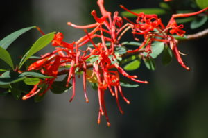 bright red flower