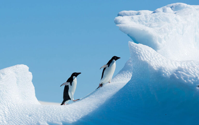 Penguins climbing iceberg