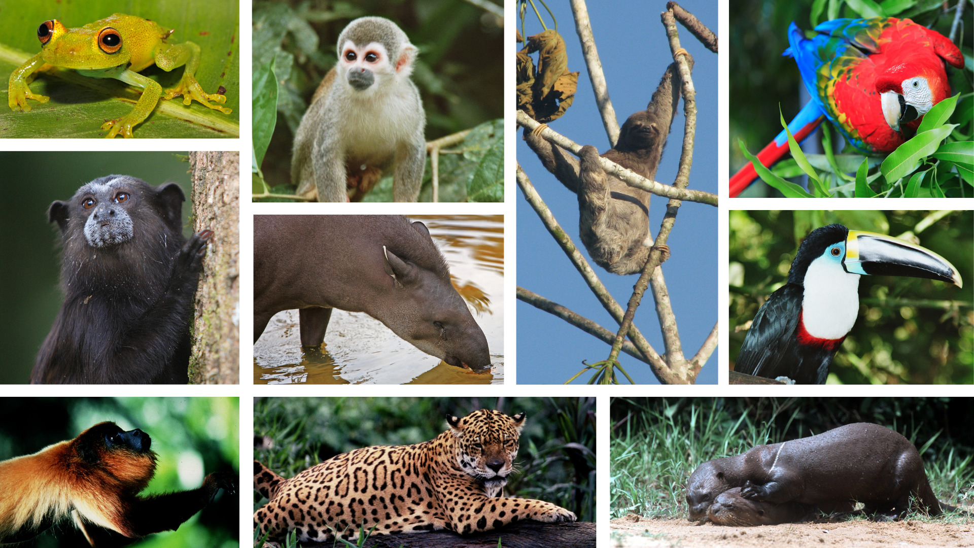 Animals In The Amazon Rainforest Pictures Info Facts 54 OFF