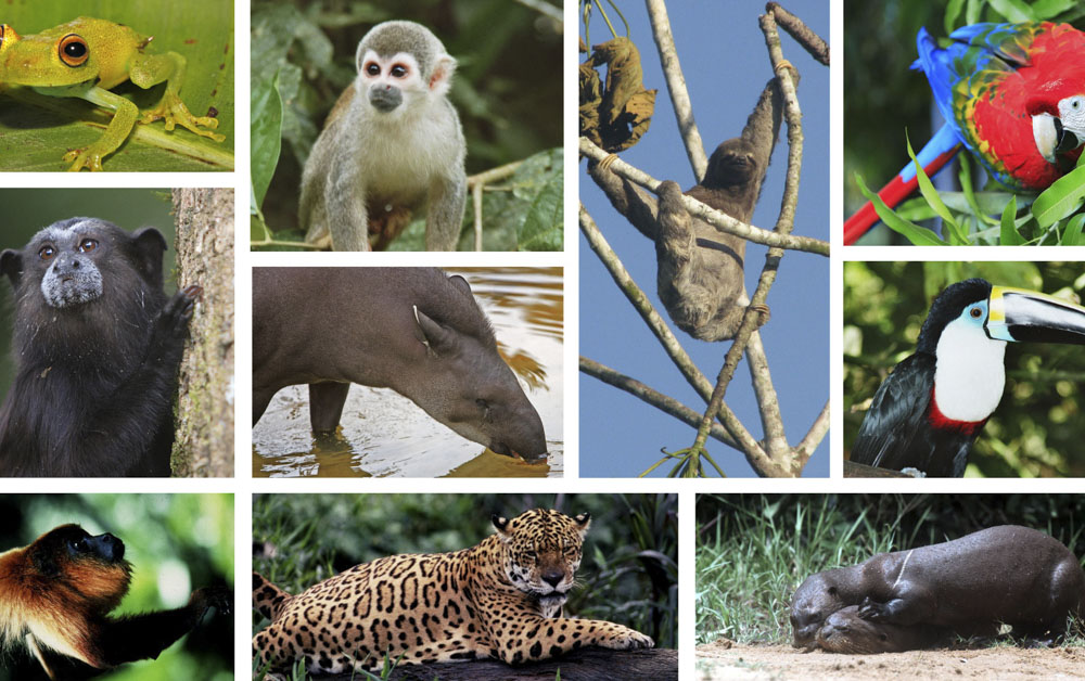 Amazon Rainforest Wildlife Medley