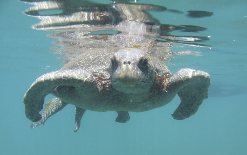 Turtle Underwater Samba Galapagos Cruise Galapagos Islands