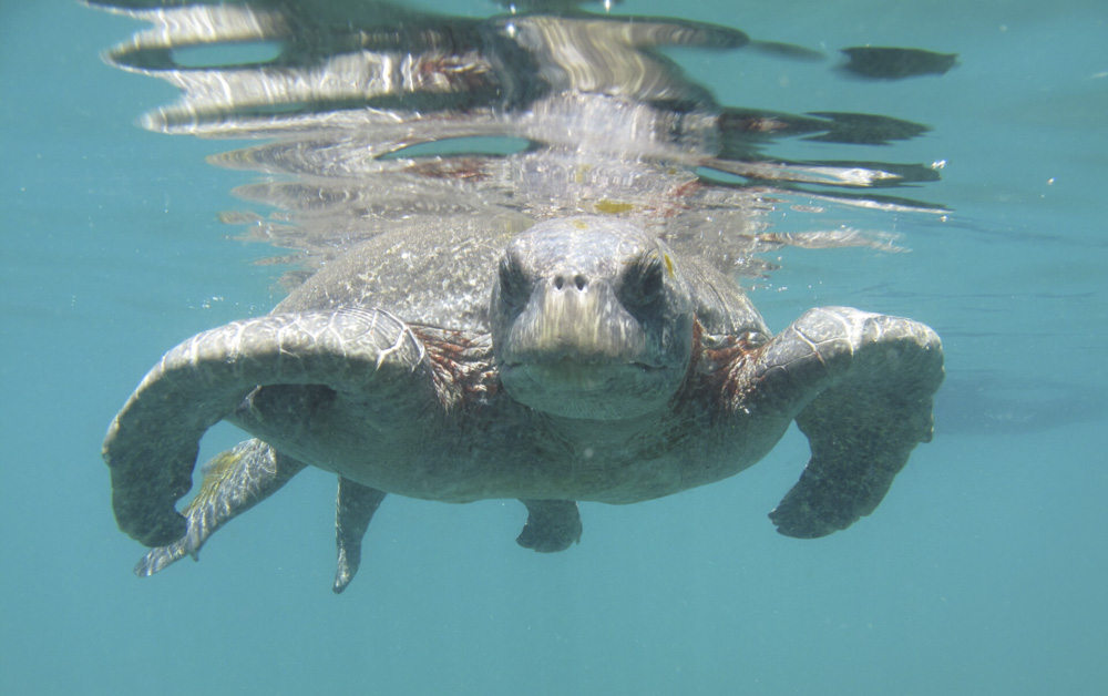 Turtle Underwater Samba Galapagos Cruise Galapagos Islands