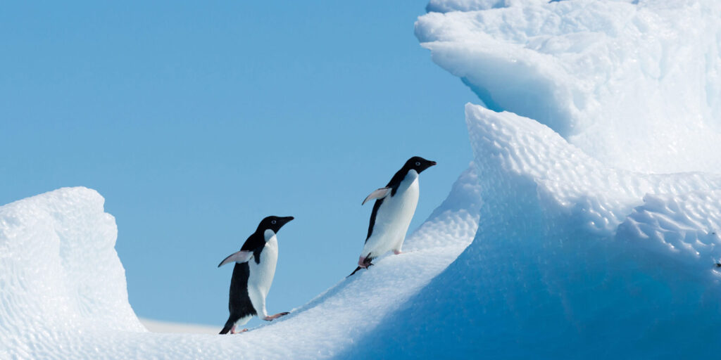 Penguins on an iceberg in antarctica