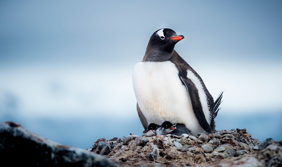 Gentoo Penguin in its nest in Antarctica
