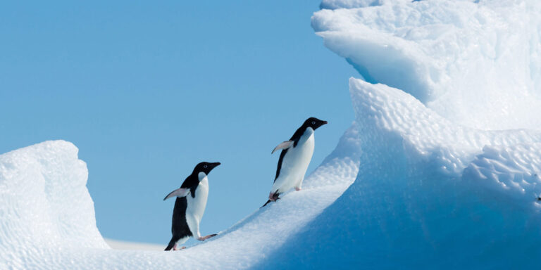 Penguins on an iceberg in antarctica