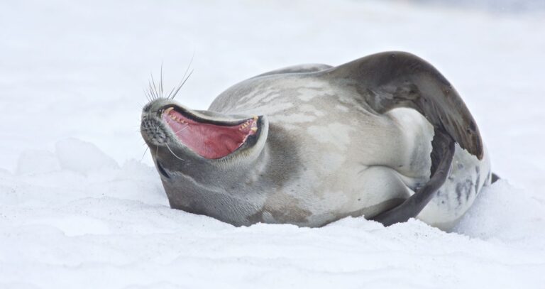 sea lion yawning on iceberg antarctica