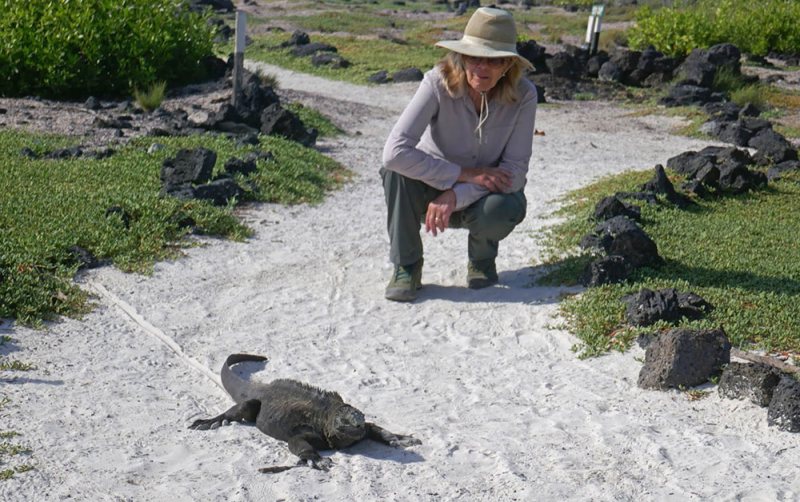 Galapagos Islands Puerto Ayora Santa Cruz Marine Iguana and Heather