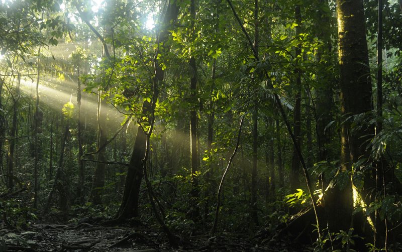 amazon forest and sun sacha ecuador
