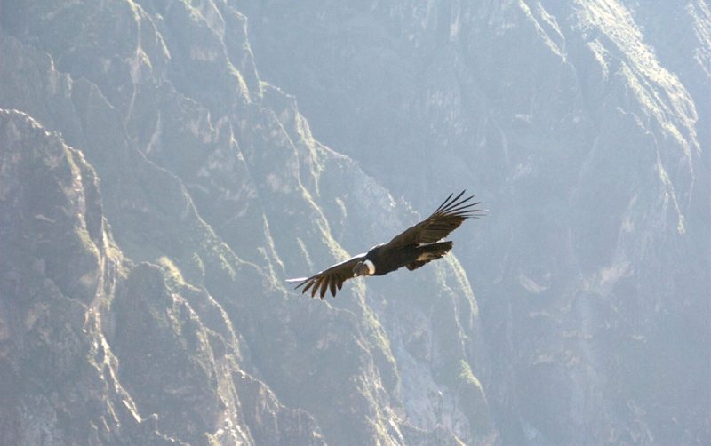 andean condor colca peru