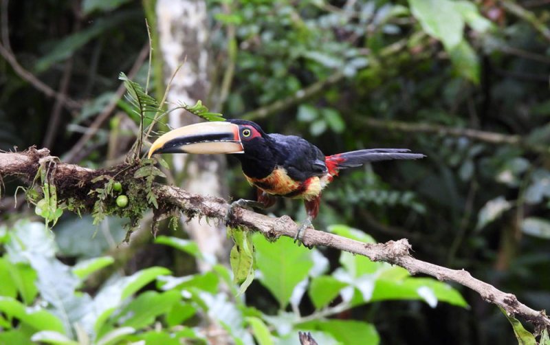 coloured aracari