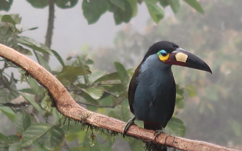 plate billed mountain toucan on branch guaycapi lodge mindo cloud forest ecuador