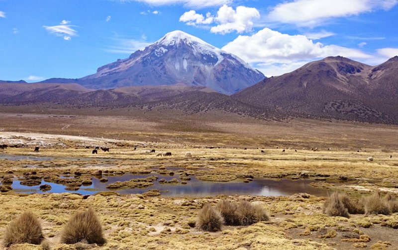 sajama llamas bolivia