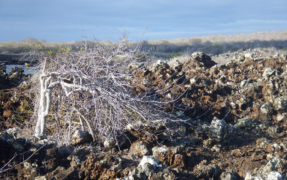 volcanic landscape floreana galapagos