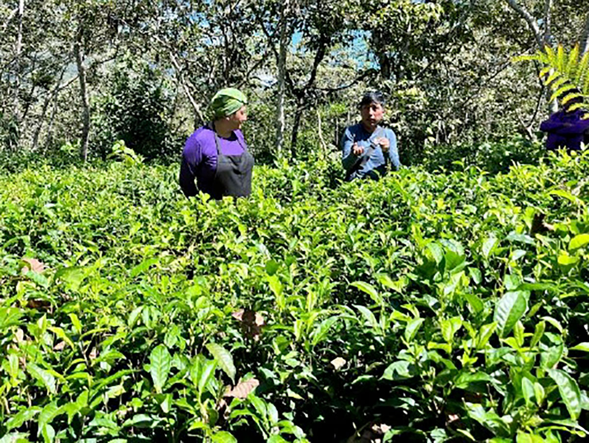 Alcira Cuba Explaining Tea Production Urubamba Valley Peru