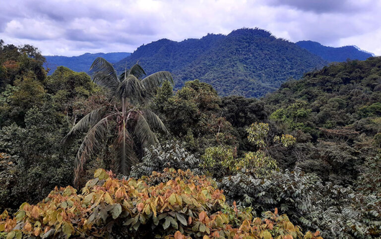 Canopy Cloud orest Mindo Ecuador