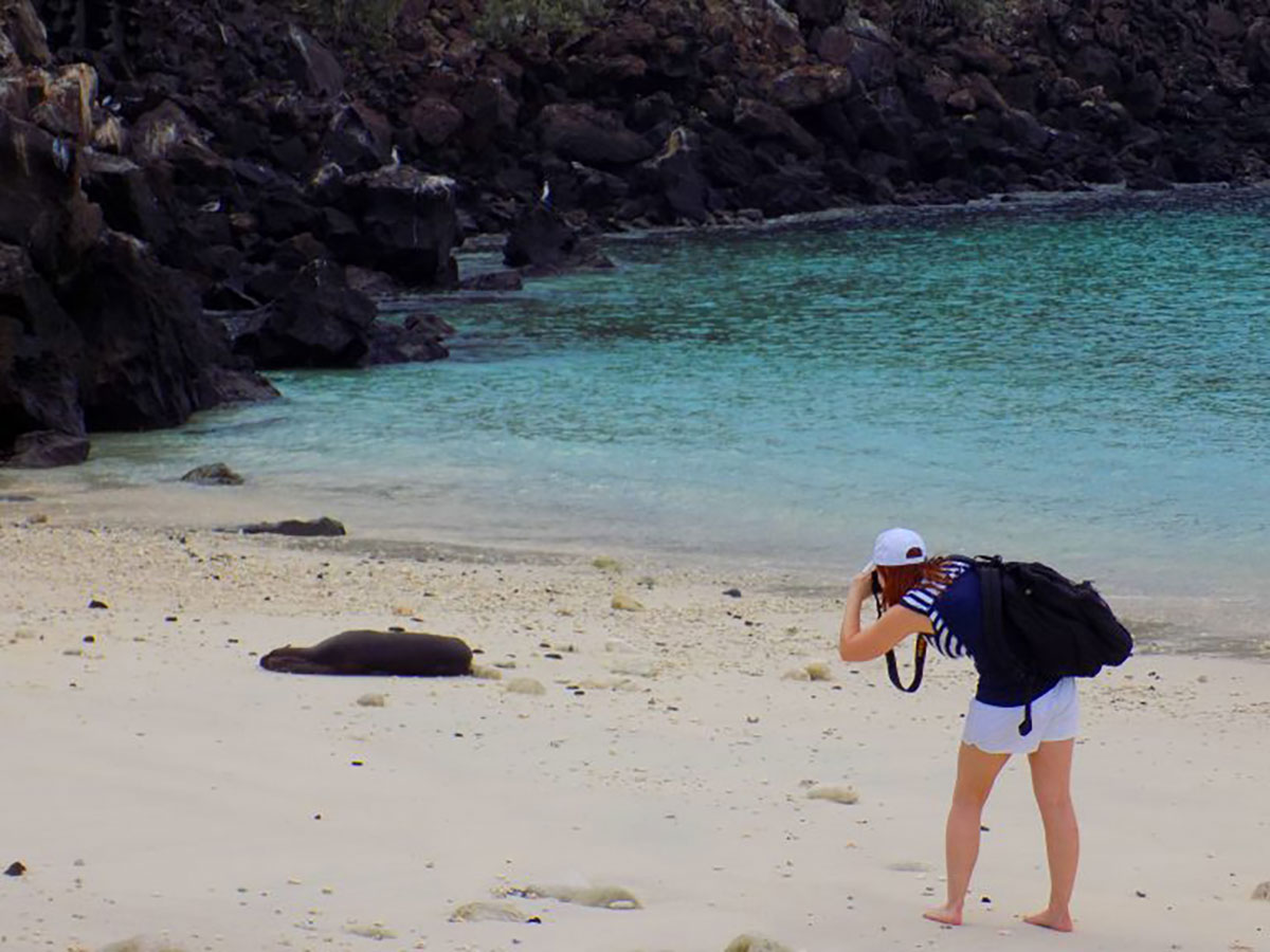 Sea lion on beach Genovesa Galapagos