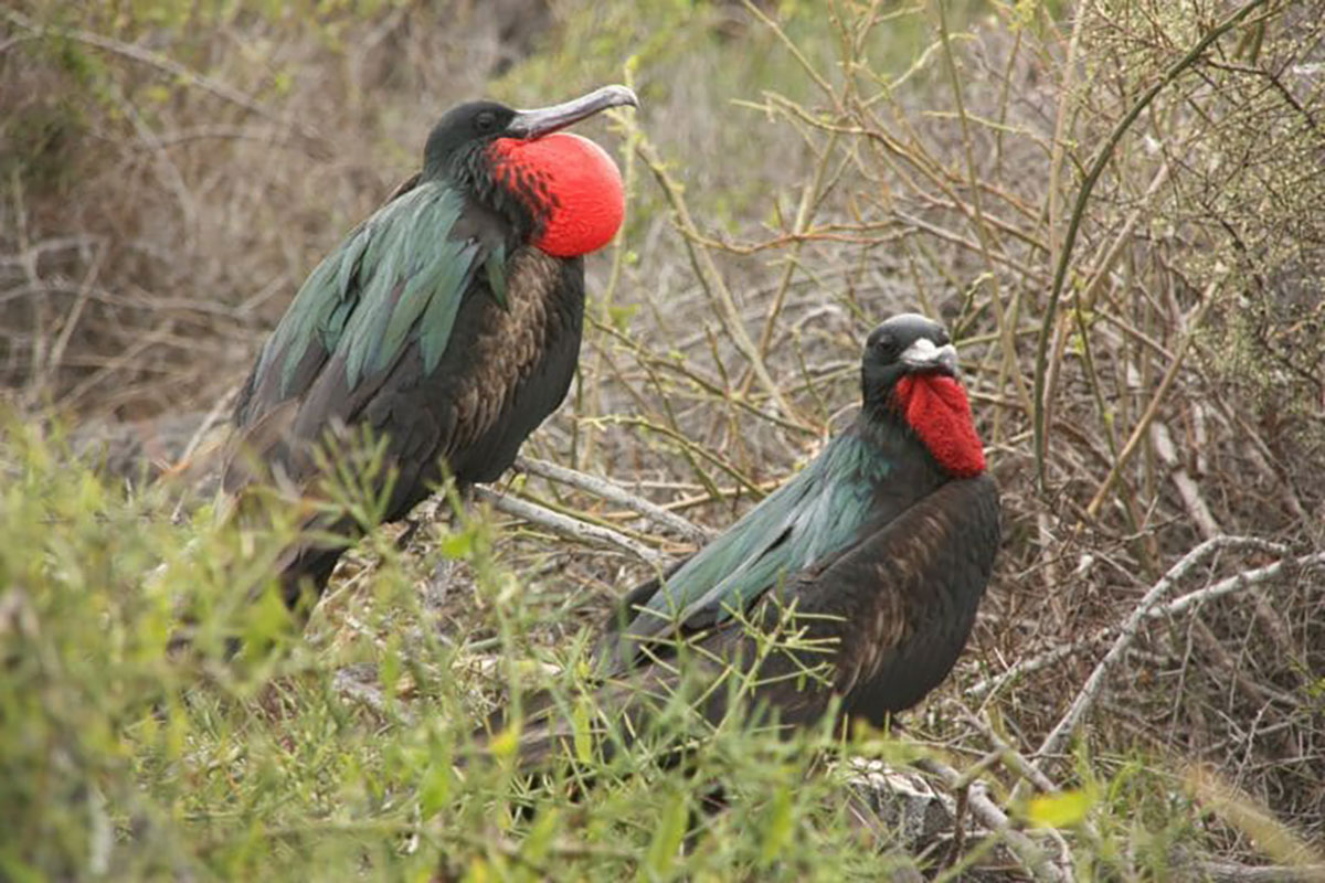 Frigate Birds with chests inflated Galapagos Islands