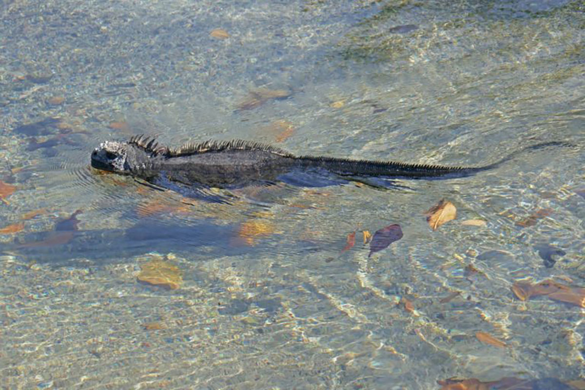 Galapagos Islands, Fernandina, Marine Iguana swimming