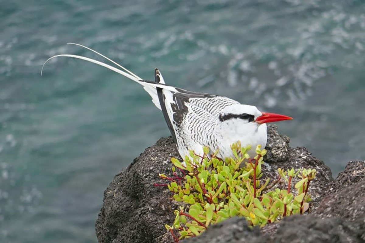 Galapagos Islands, Red-billed Tropic-bird