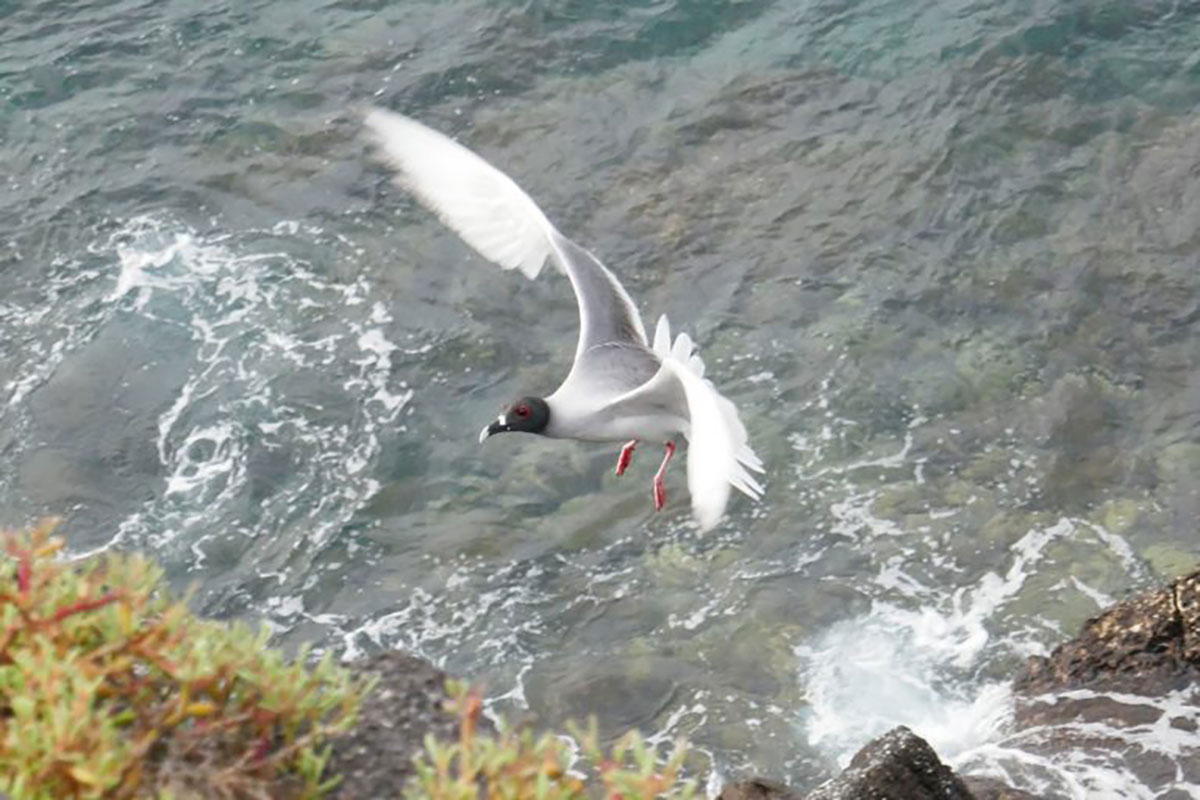Galapagos Islands, Swallow-tailed Gull