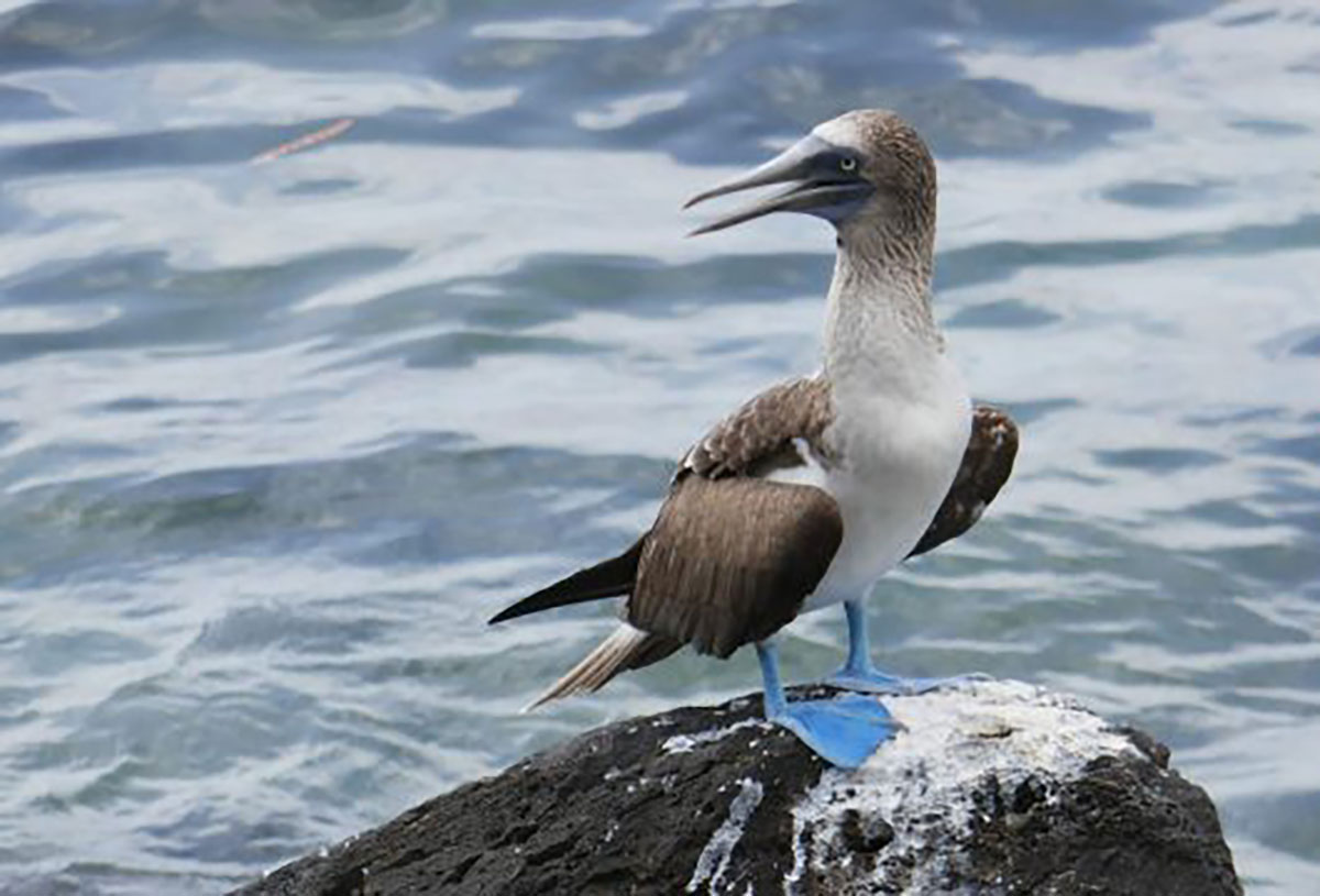 Galapagos-Islands-blue-footed-Booby
