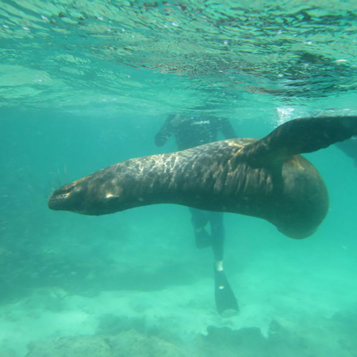Galaxy Swimming Underwater With A Sea Lion Galapagos Islands