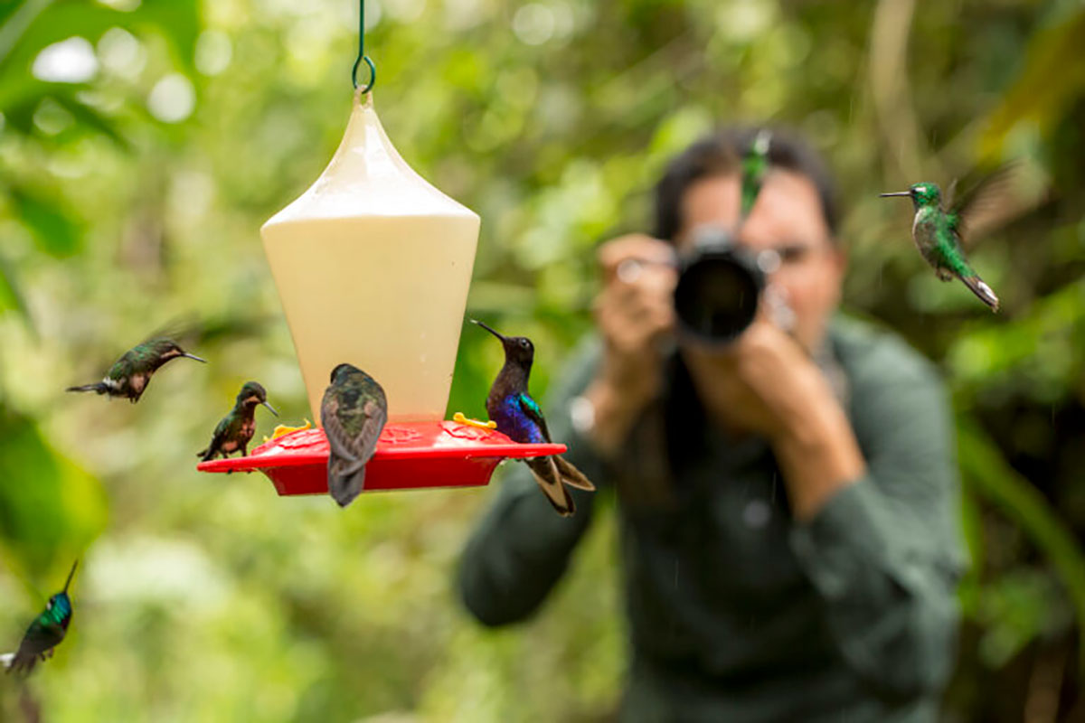Hummingbirds-and-feeder-at-Mashpi-Lodge-Ecuador