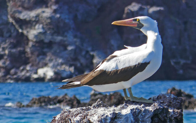 Isabela Nazca Boobies Galapagos Islands