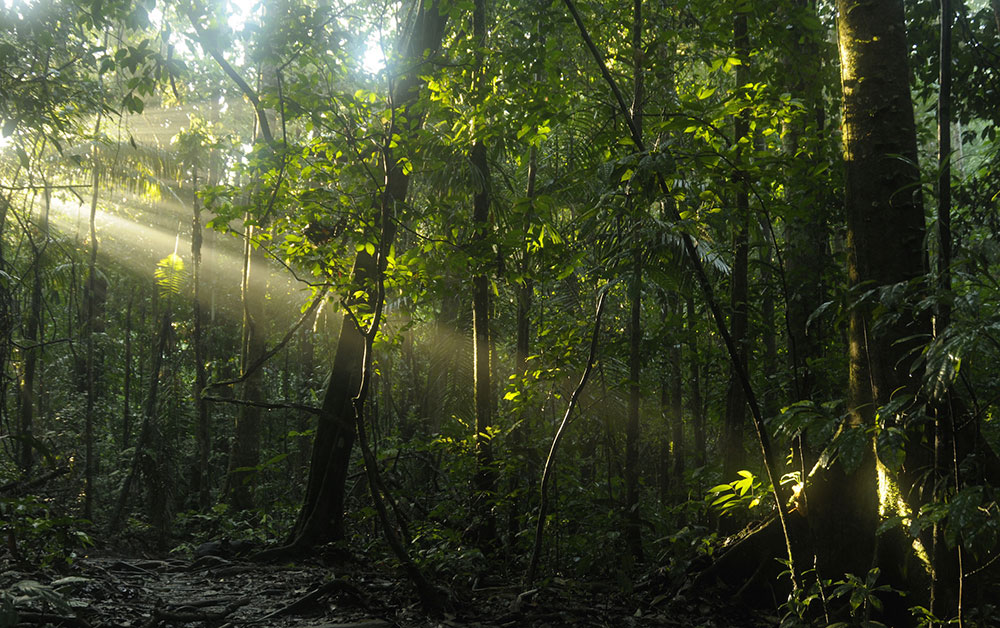 amazon forest and sun sacha ecuador