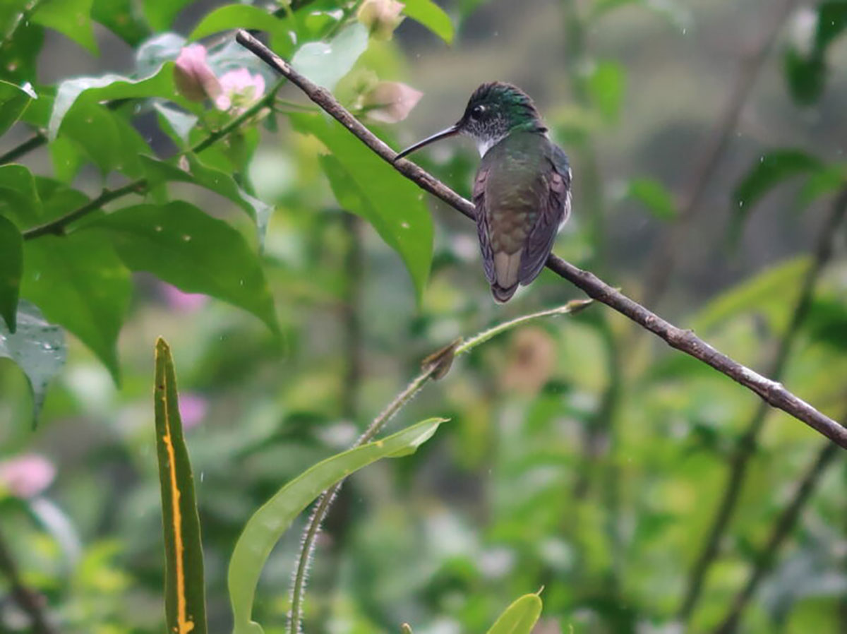 Andean Emerald Hummingbird