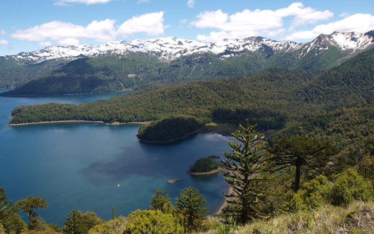 auracaria forest lake conguillio chile