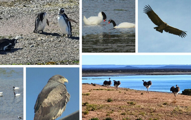 birds of patagonia collage