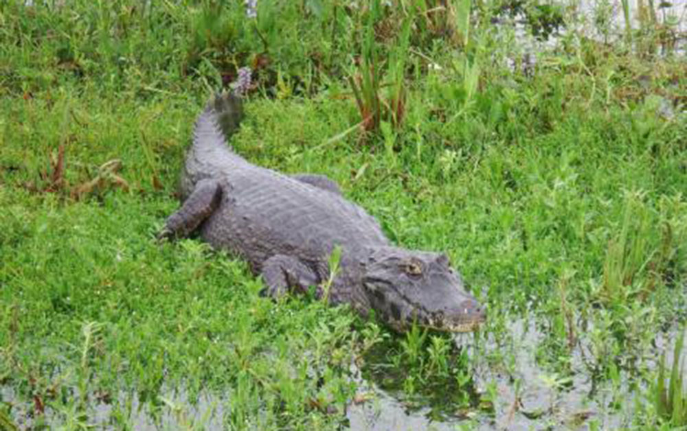 black caiman argentina ibera region