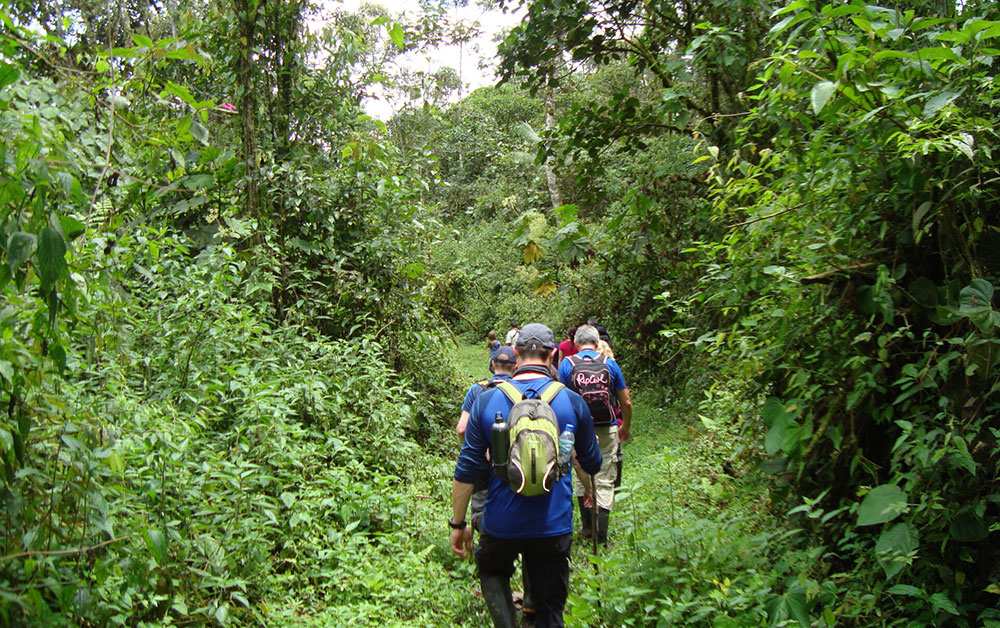 cloud forest hike ecuador