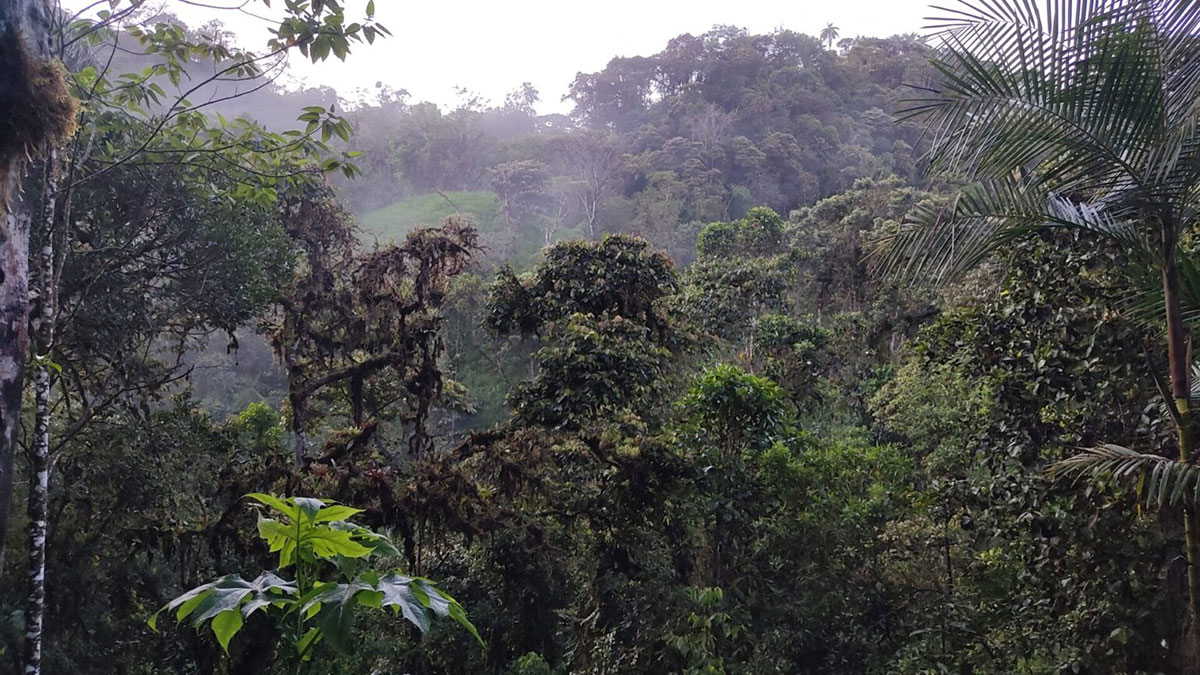 Cloud Forest View Refugio De La Paz Mindo Ecuador