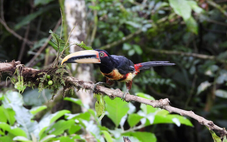 coloured aracari