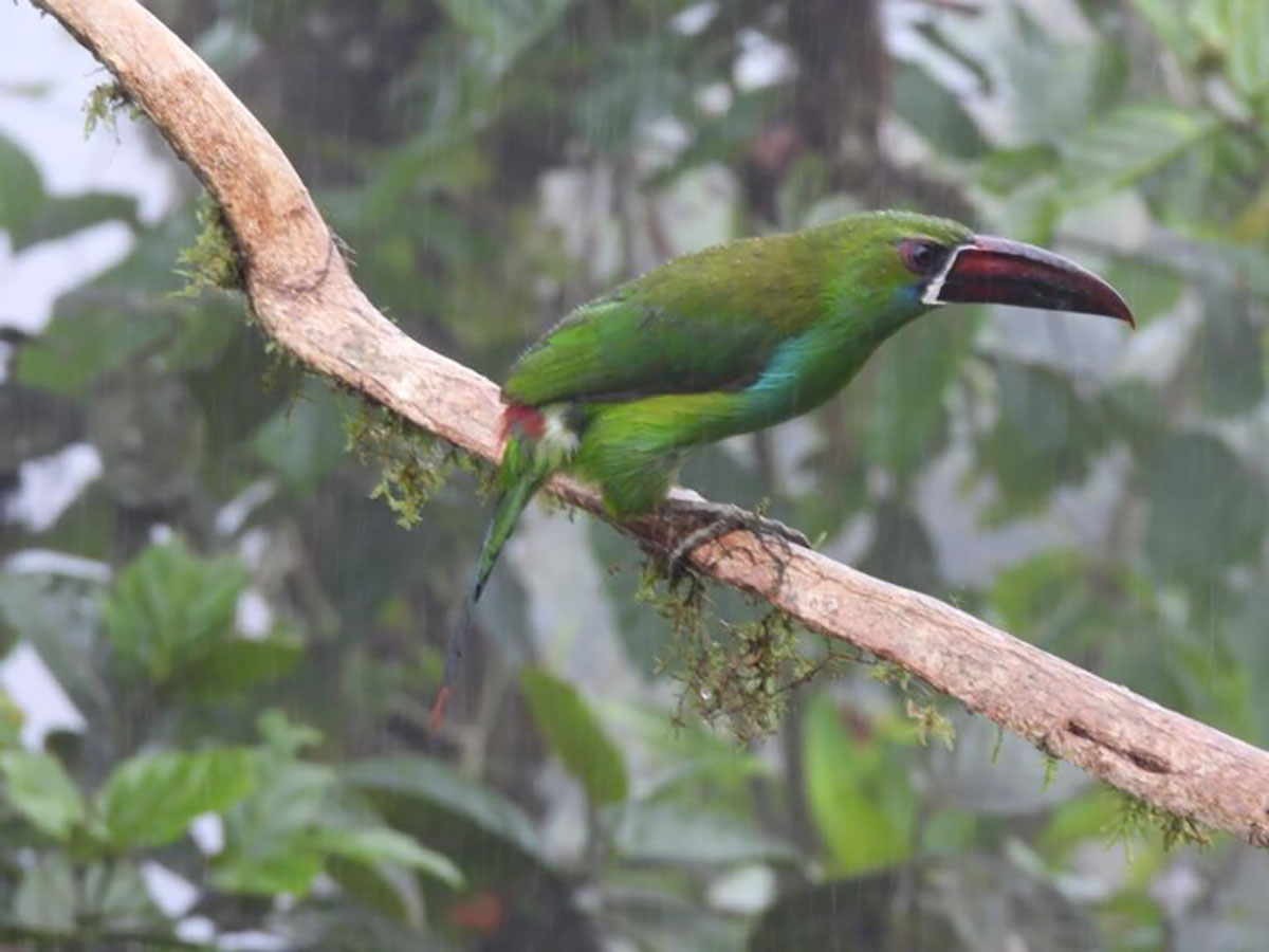Crimson-rumped Toucanette