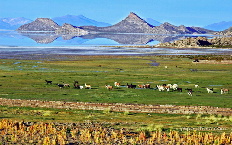 el salar de uyuni llamas and lakes bolivia