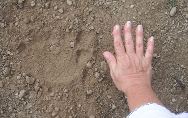 giant tortoise footprint vs human hand galapagos