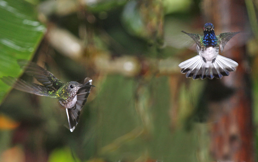 hummingbirds in flight ecuador