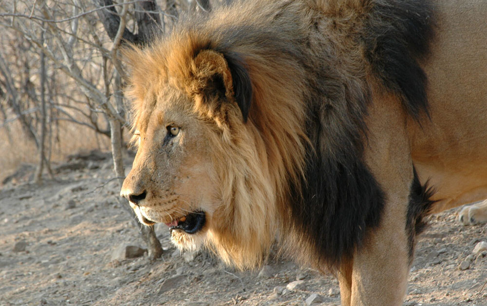 lion namibia