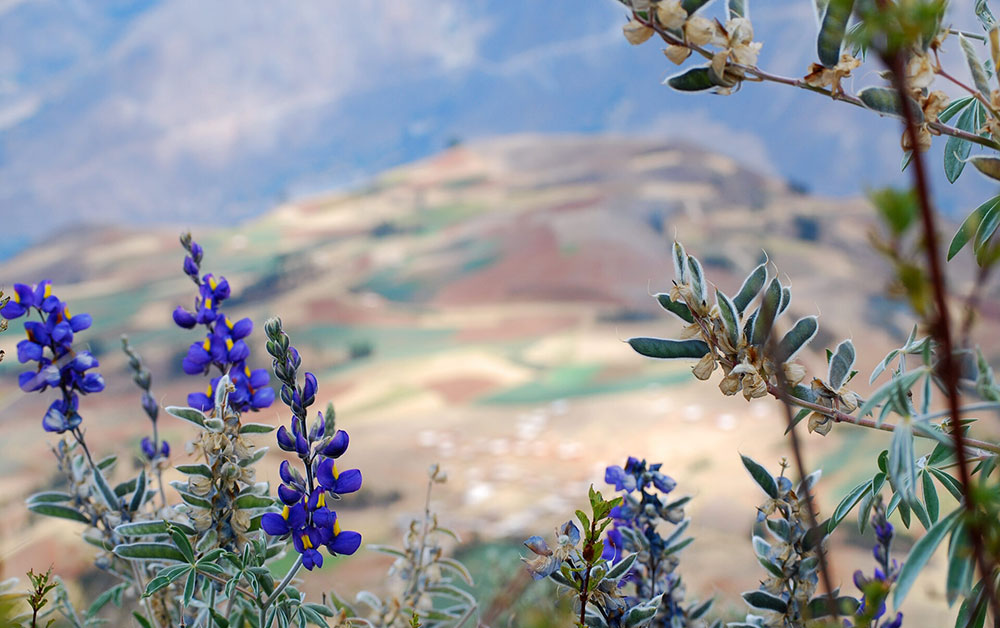 lupins peru