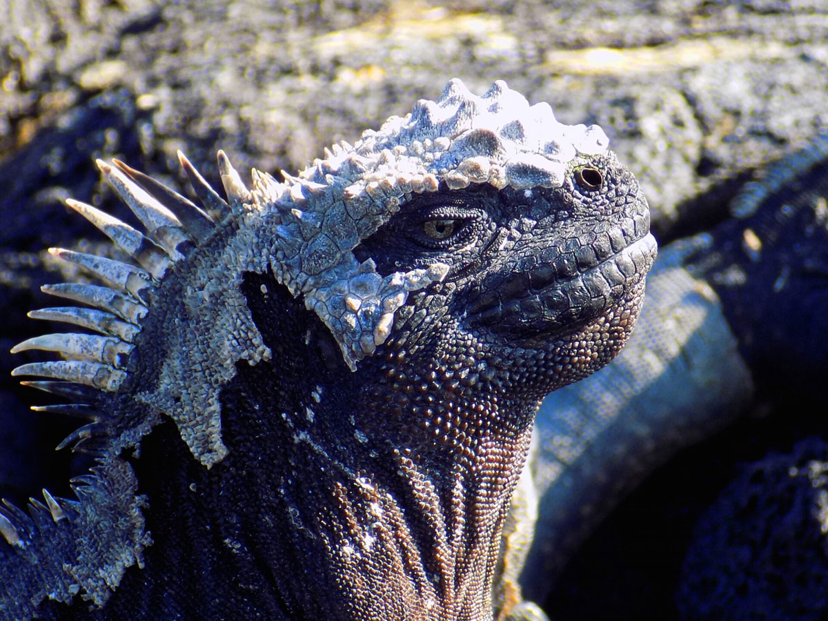 Marine iguana profile Galapagos