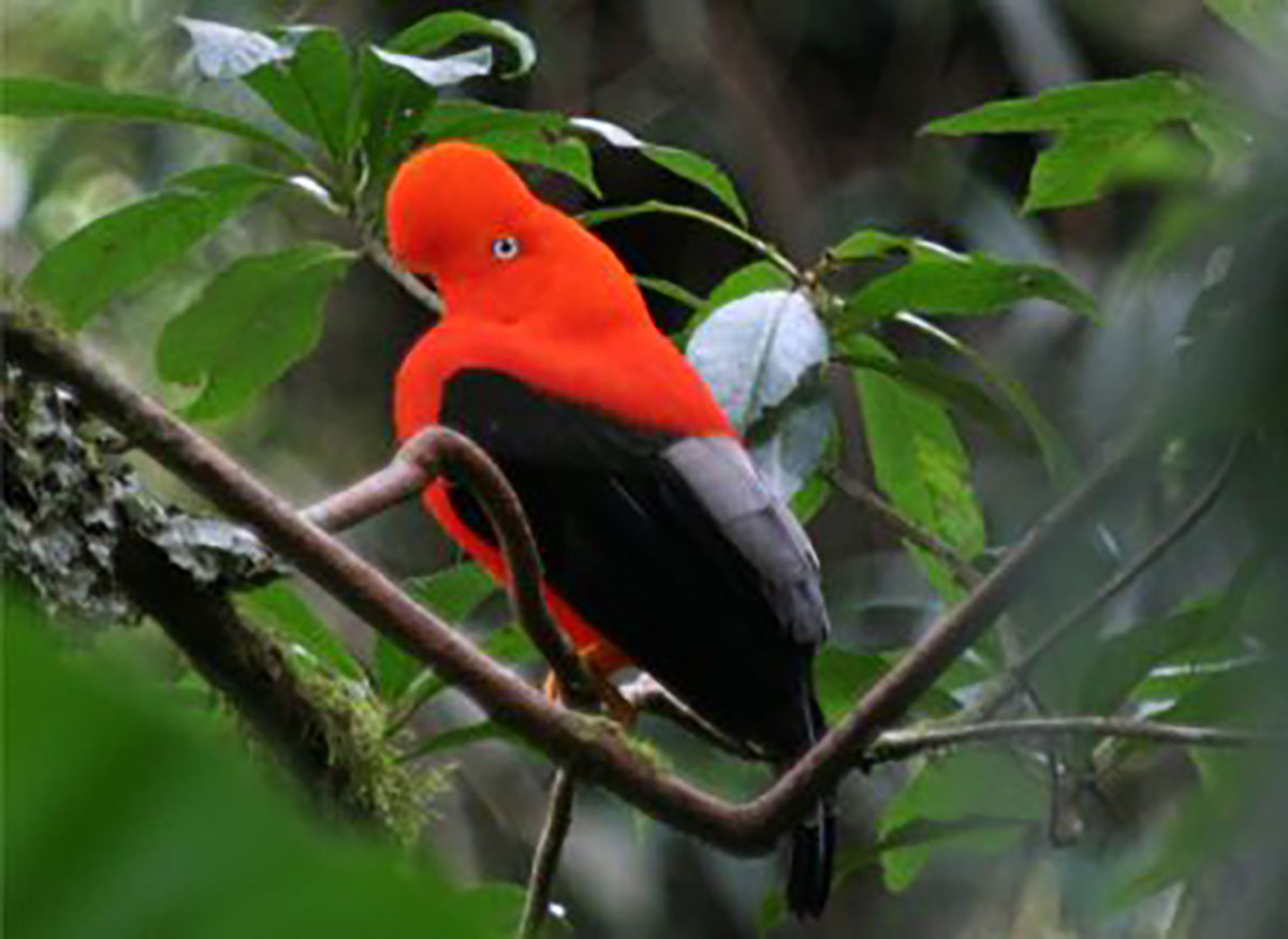 Pantiacolla Cock Of The Rock Male Manu Peru