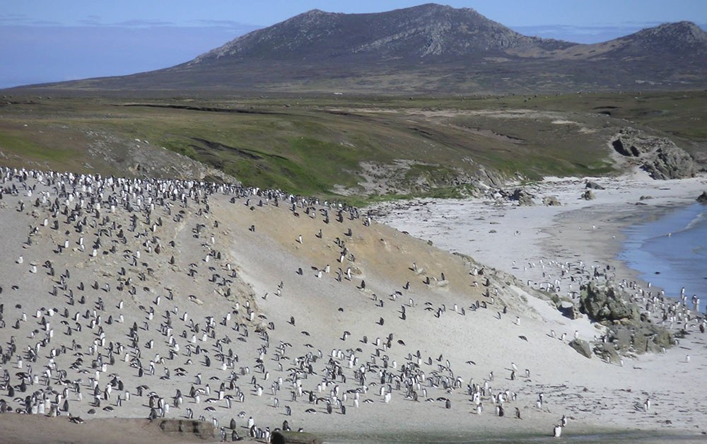 penguins falkland islands