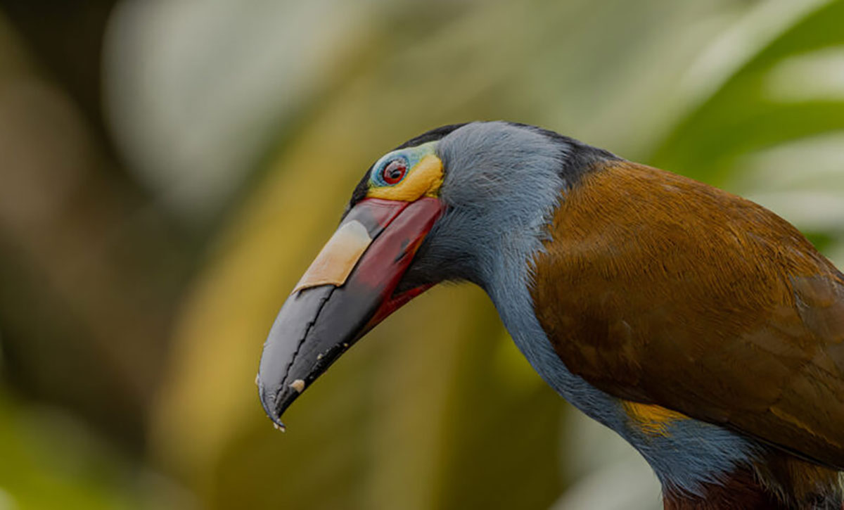 Plate Billed Mountain Toucan Close Up Mindo Cloud Forest Ecuador